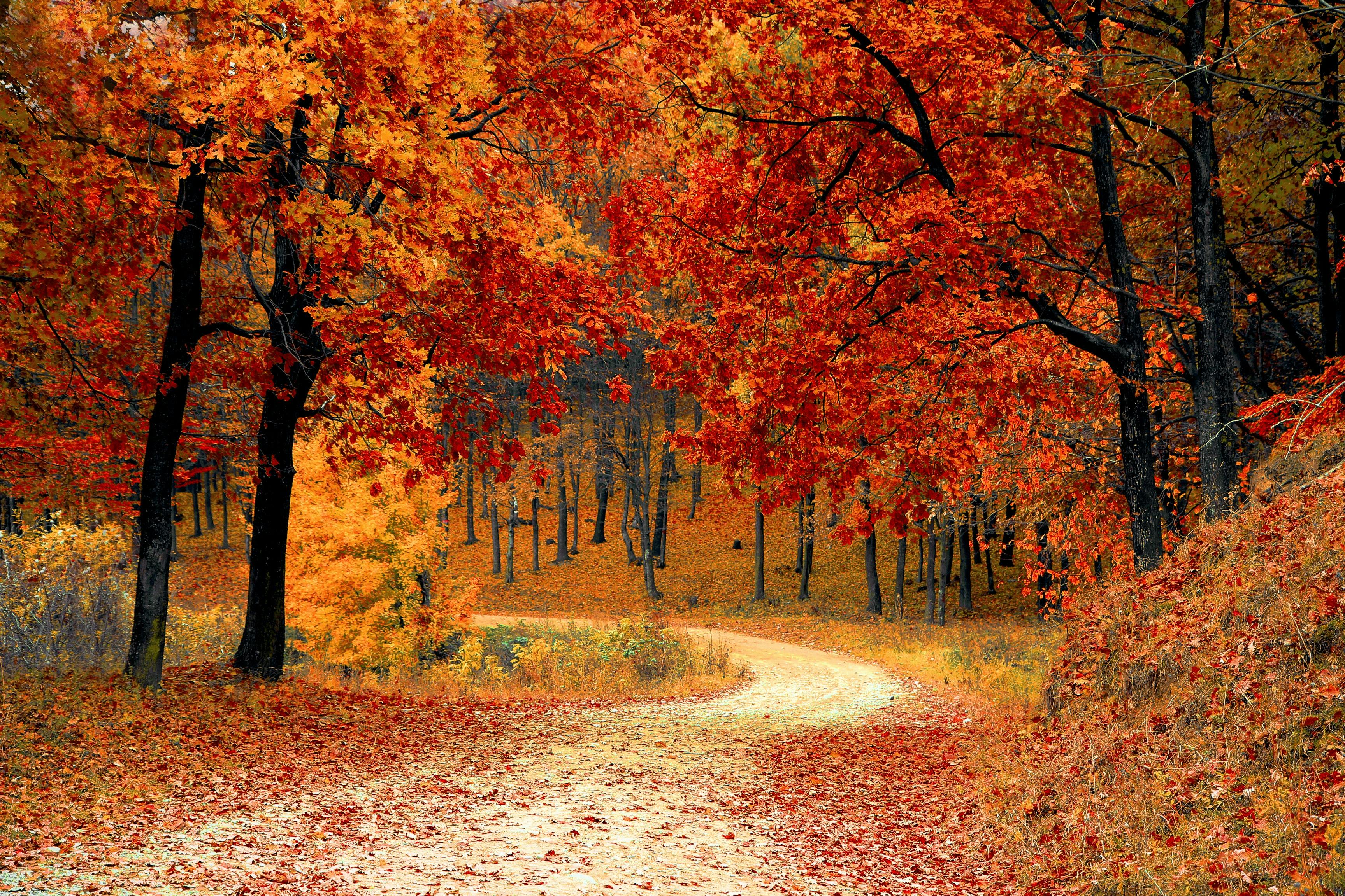 Tree image