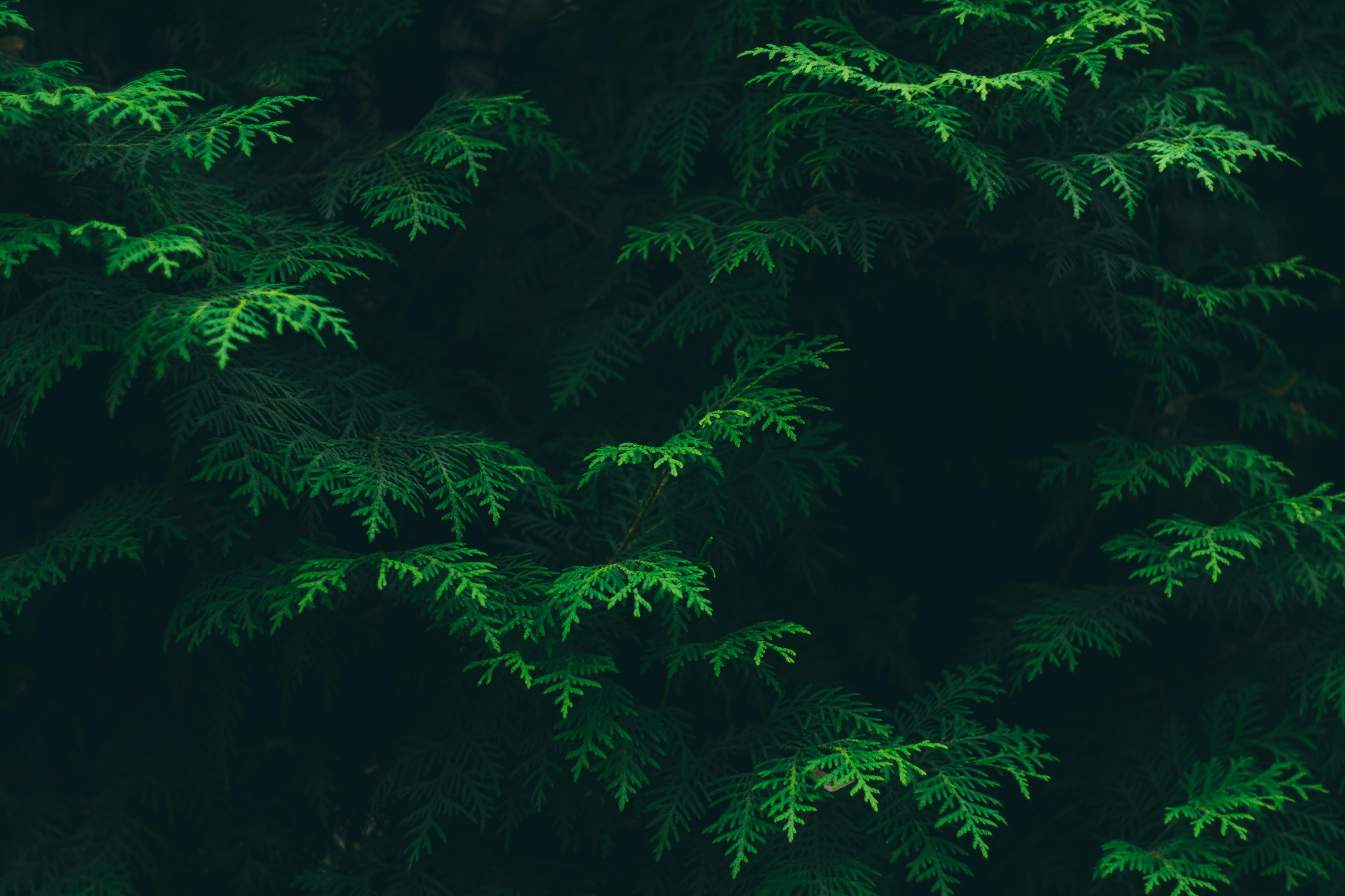 Tree image
